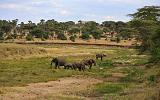 TANZANIA - Tarangire National Park - 25